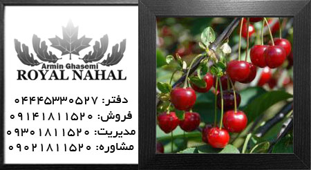 نهال آلبالو نانا
