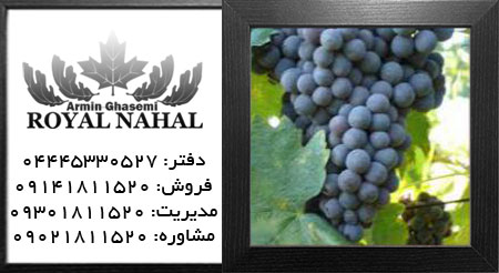 نهال انگور رشه