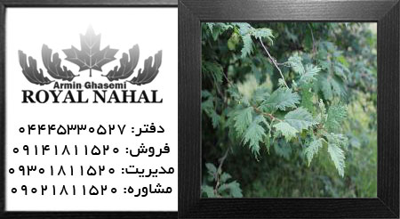 نهال فندق قره باغ قزوین