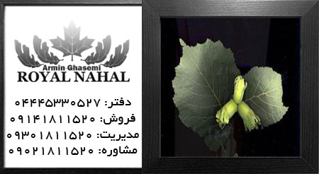 نهال فندق محلی کرج
