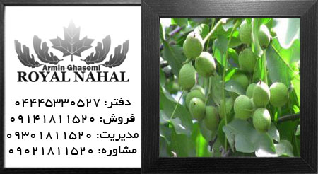 نهال گردو سوهانکی