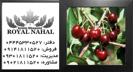 نهال گیلاس ويندسور