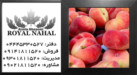 نهال هلو انجیری زود رس