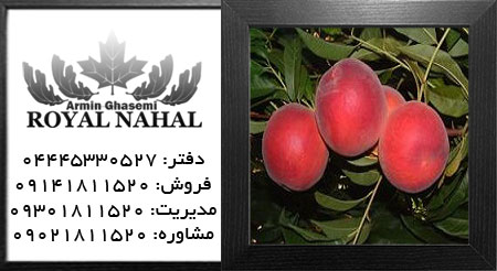 نهال هلو رم استار