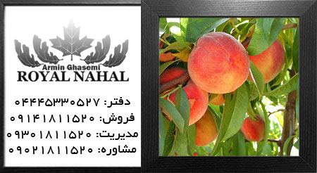 نهال هلو برایت استار