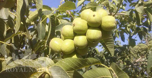 نهال گردو ژنويپ