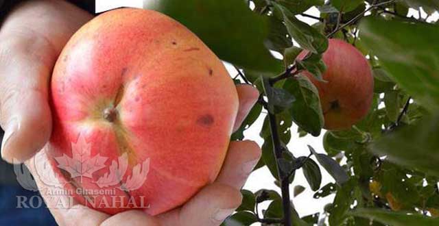 نهال به قرمز