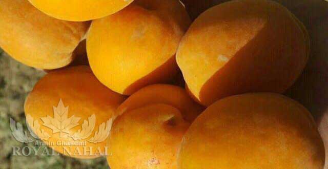 نهال به انبه اي