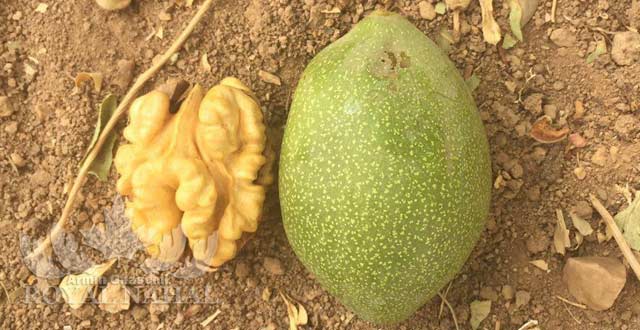 نهال گردو خوشه اي تخم مرغي