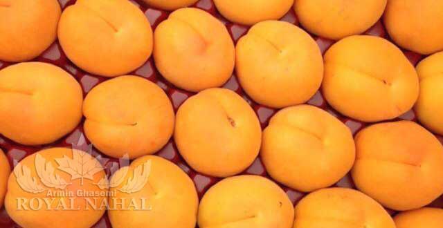 نهال زردالو انبه اي