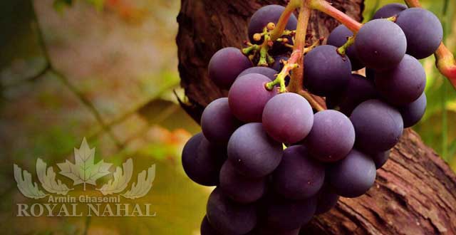 نهال انگور ايتاليا - عطر دار
