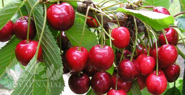 نهال گيلاس خوشه اي