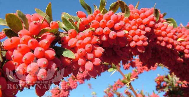 نهال زرشك بيدانه