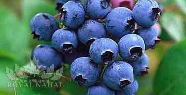 نهال بلوبري