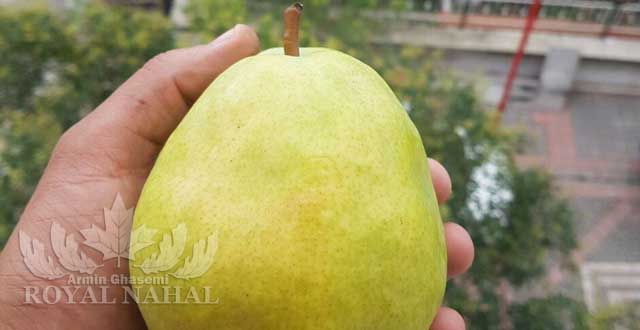 نهال گلابي دوچي