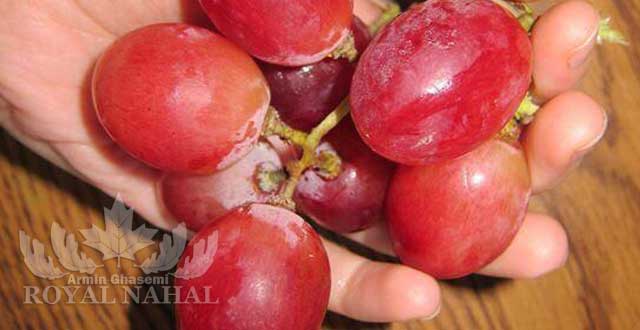 نهال انگور رد گلوب