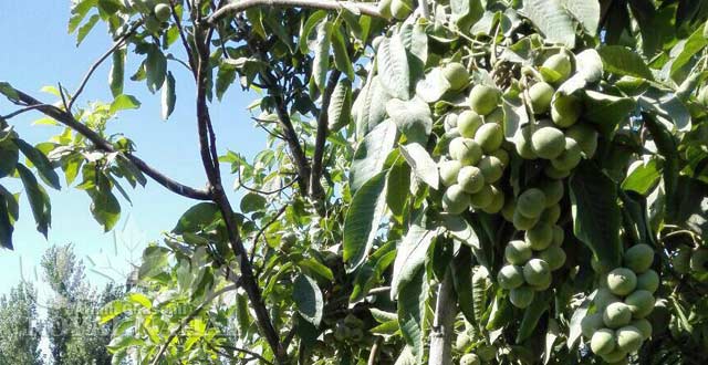 نهال گردو خوشه اي