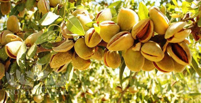 نهال بادام خوشه اي