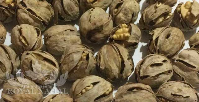 نهال گردو شيلي - پوست نازک