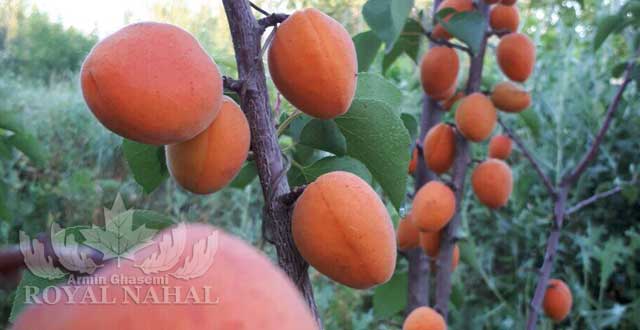 نهال زردالو پرتقالي