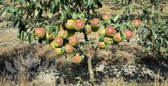نهال گلابي دوچي