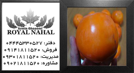 نهال خرمالو سایی جو