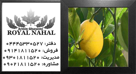 نهال لیمو ترش پرشی ین لایم