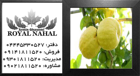 نهال لیمو ترش مازندرانی 