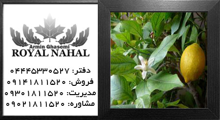 نهال لیمو ترش راف لیمون