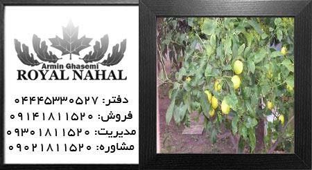 نهال لیمو ترش لیسبون 