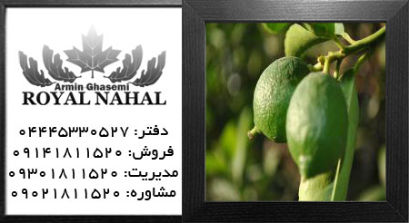 نهال لیمو ترش ارکا 