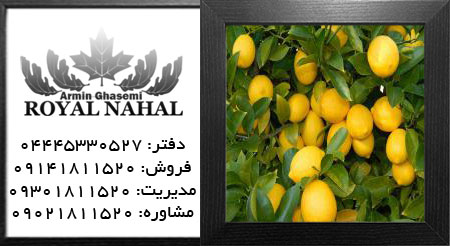 نهال لیمو ترش میر