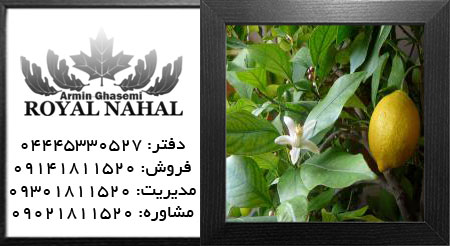 نهال لیمو ترش یورکا