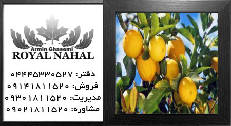 نهال لیمو ترش اورکا