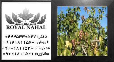 نهال پسته پیوندی دانشمندی