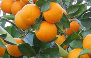 نهال پرتقال