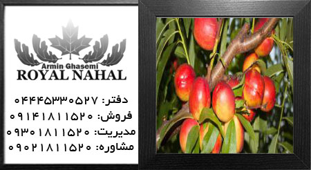 نهال شلیل ایندیپندنس