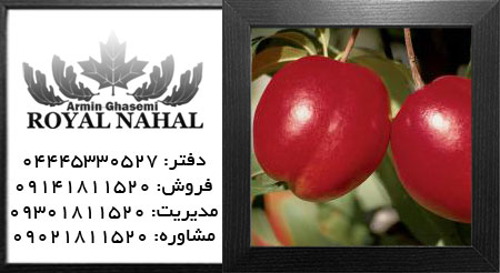 نهال شلیل سان گلو