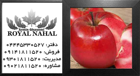 نهال سیب تو سرخ