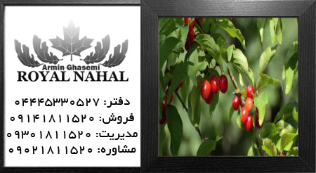نهال زغال اخته آلبا