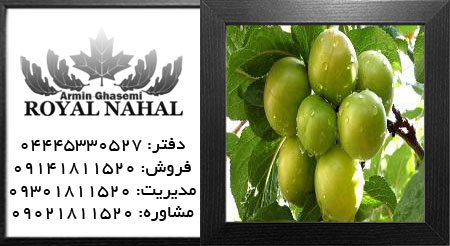 نهال گوجه سبز اسراییلی