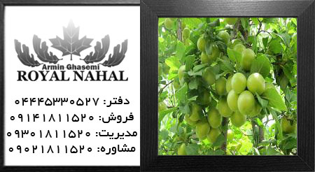 گوجه سبز آذرشهر