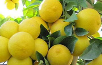 نهال لیمو شیرین